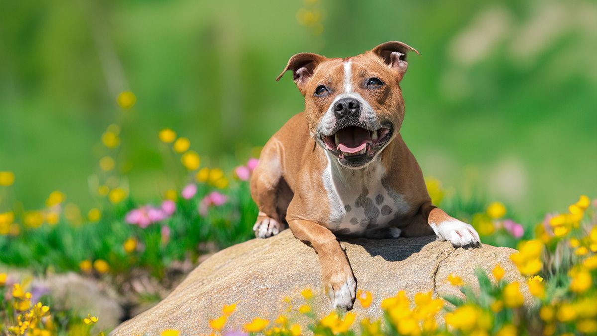 American-Staffordshire-Terrier