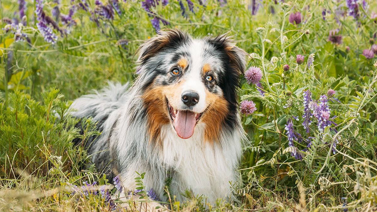 Australian-Shepherd