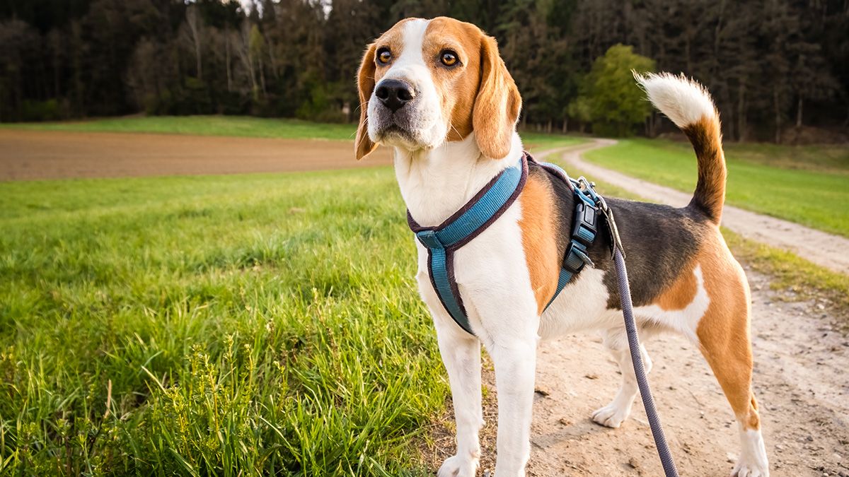 Beagle