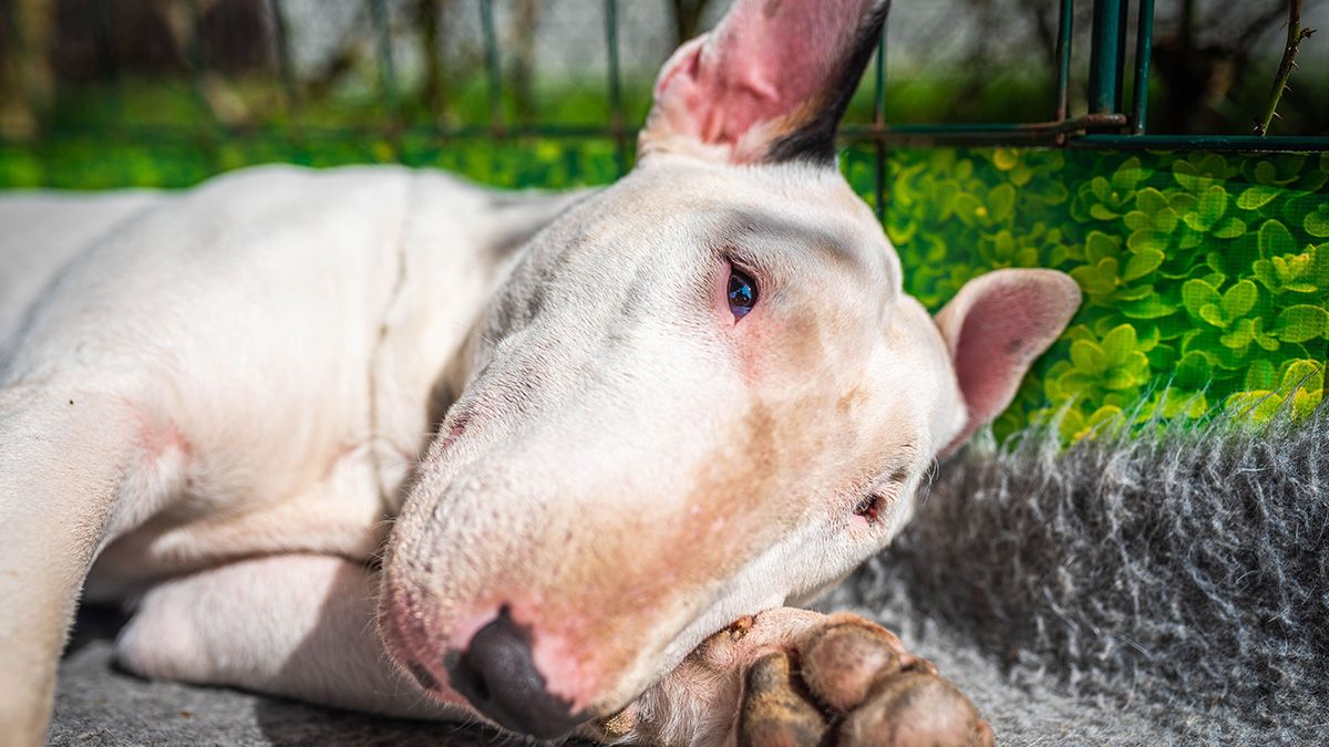 Bullterrier