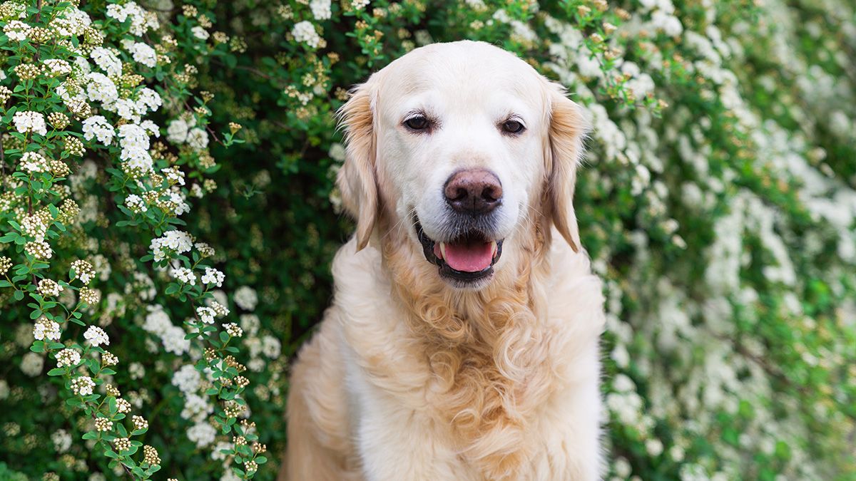 Golden-Retriever