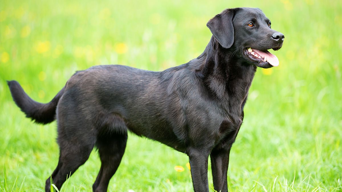 Labrador-Retriever