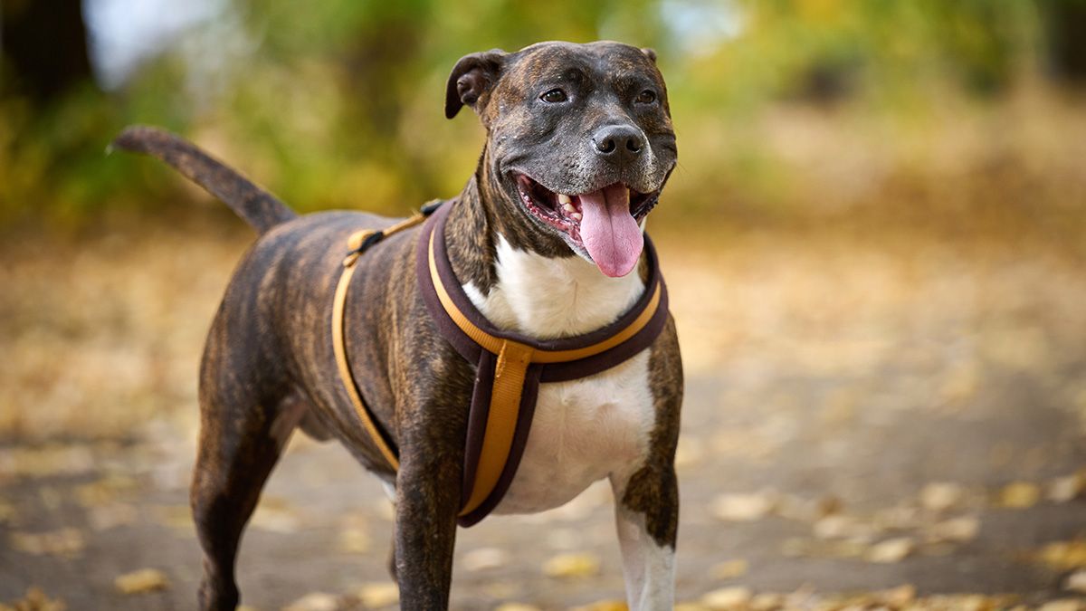 Pitbull-Terrier
