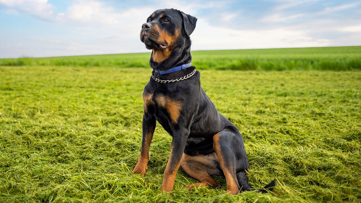 Rottweiler