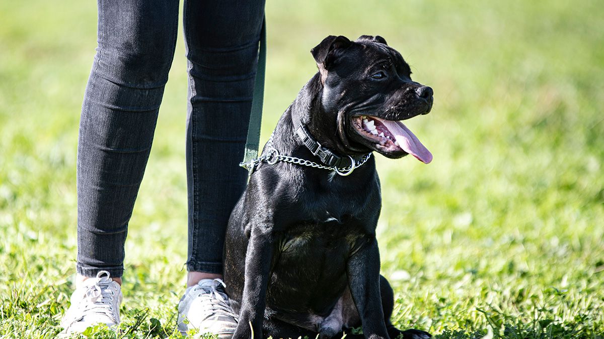 Staffordshire-Bullterrier