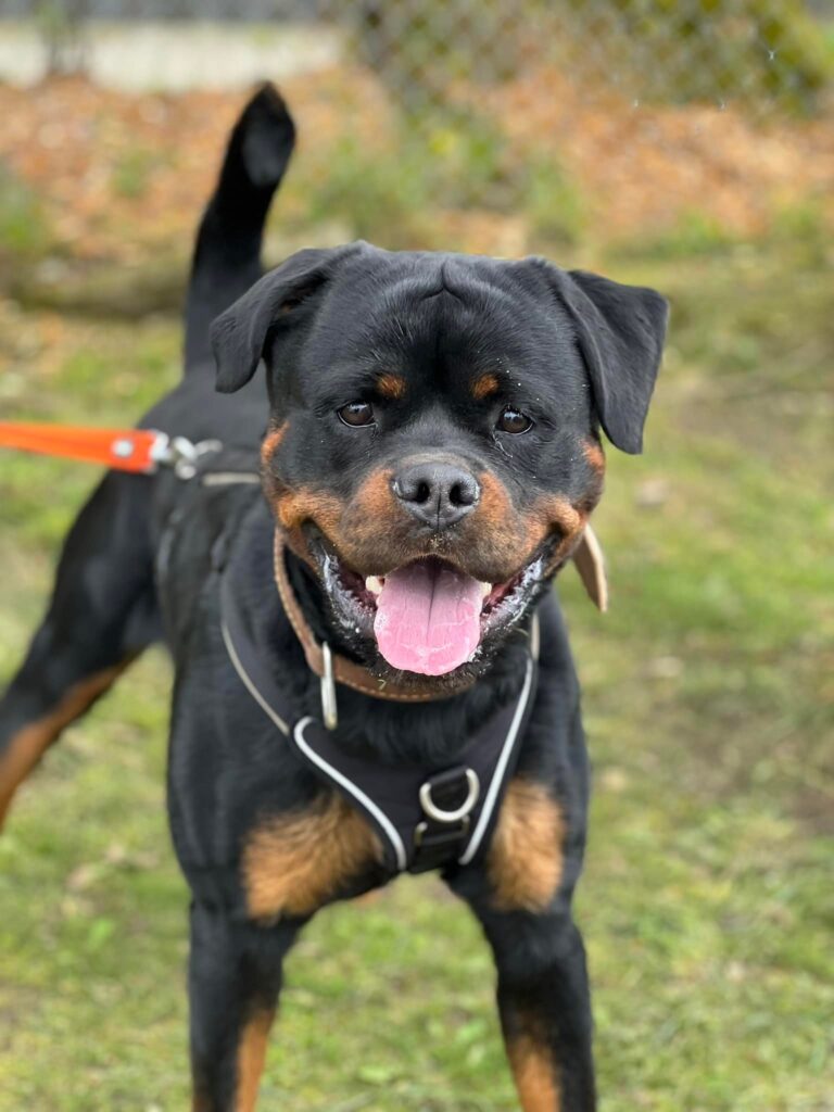 Smart, junger Rottweiler, sitzt aufmerksam; ruhiger Blick.