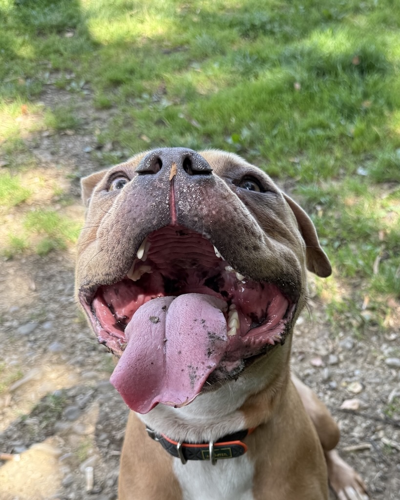 Ace, brauner American Bully mit weißer Brust und orangem Halsband; Nahaufnahme mit weit geöffnetem Maul und sandiger Zunge im Grünen.