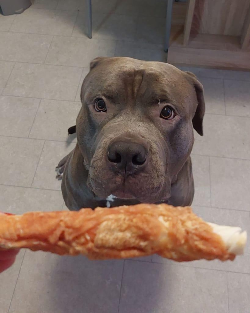 Santiago, grauer American Bully, sitzt auf Fliesen und schaut aufmerksam auf ein Leckerli im Vordergrund.