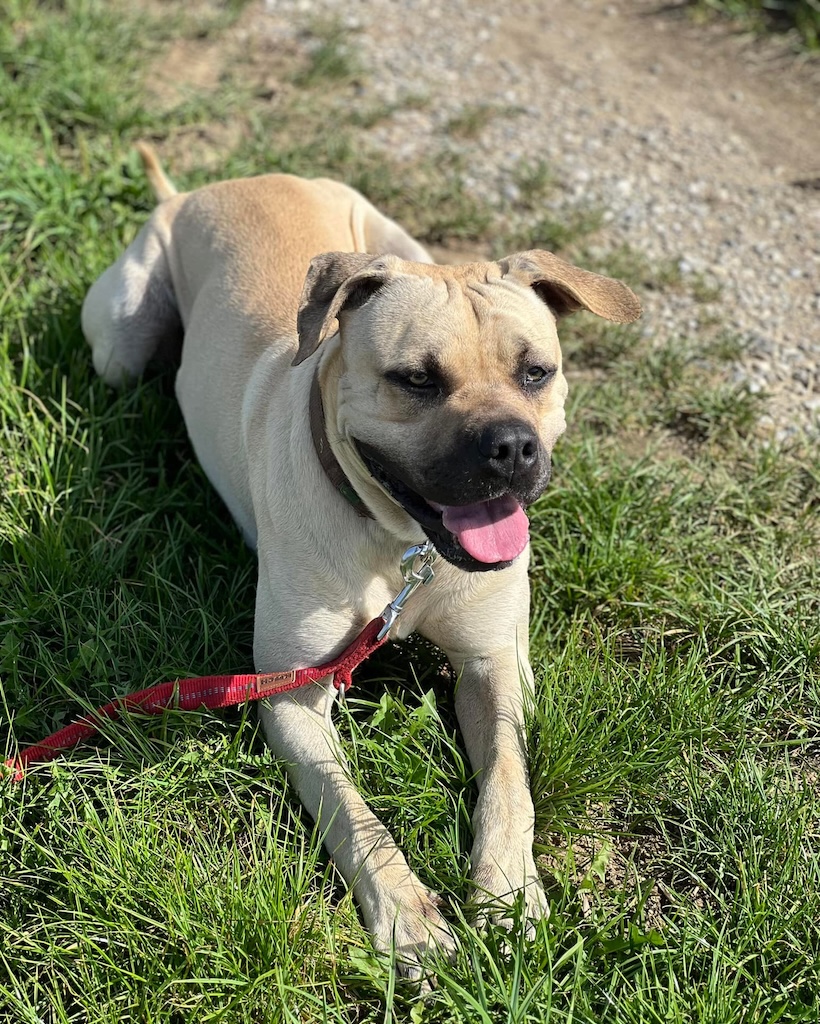 Baki - Hellbrauner Hund liegt an einem Feldweg im Gras, rote Leine, Zunge draußen, entspannter Blick in die Sonne.