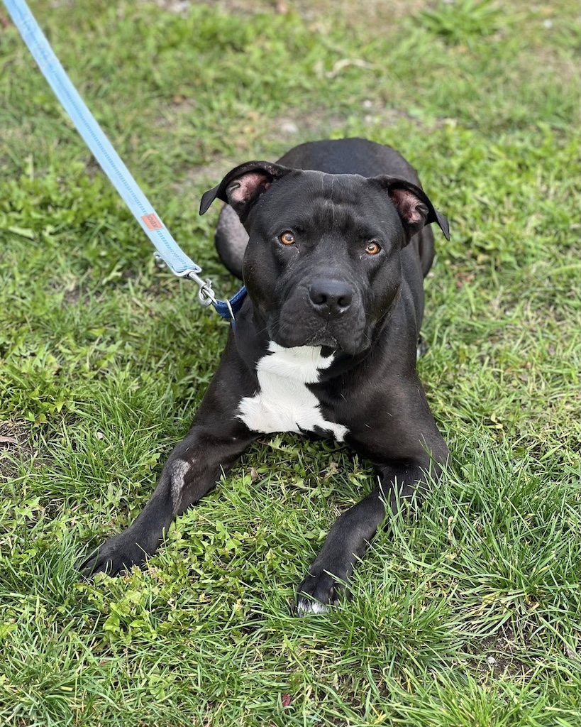 Schwarze Hündin mit weißer Brust und blauem Halsband steht im Gras und blickt wachsam zur Seite.