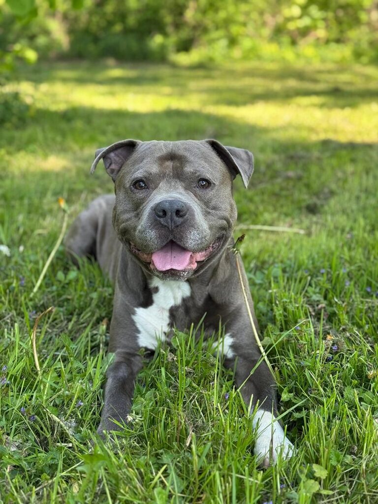 American Staffordshire Terrier Barney Vermittlung