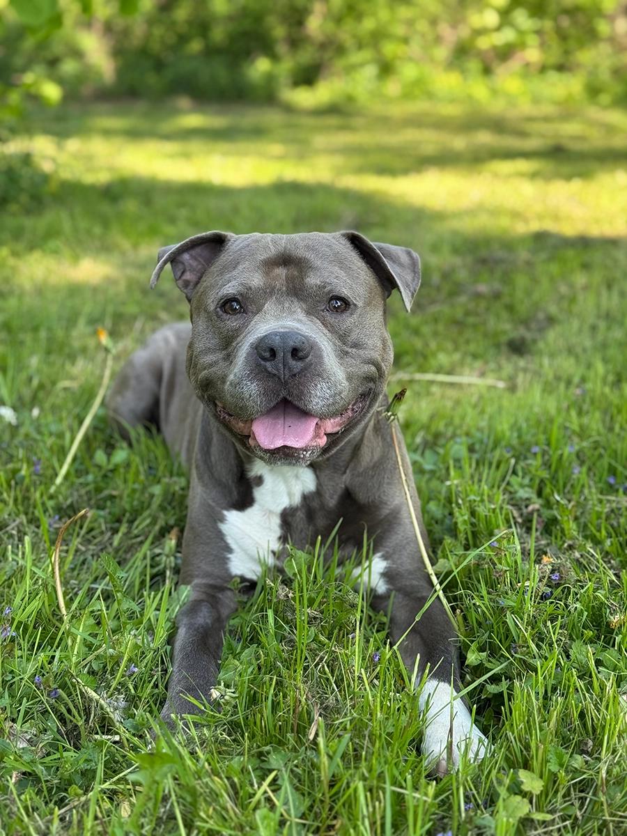 American Staffordshire Terrier Barney Vermittlung