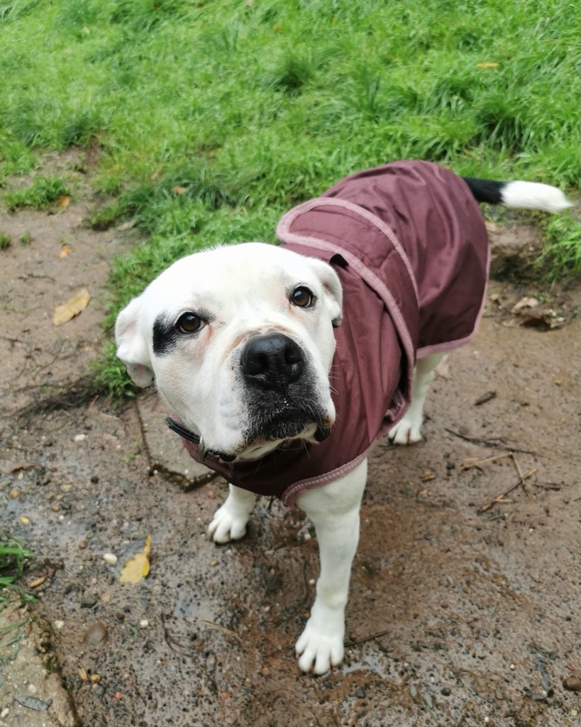Weiße Hündin mit dunklem Augenfleck im bordeauxfarbenen Regenmantel steht auf nassem Waldweg und blickt erwartungsvoll nach oben.