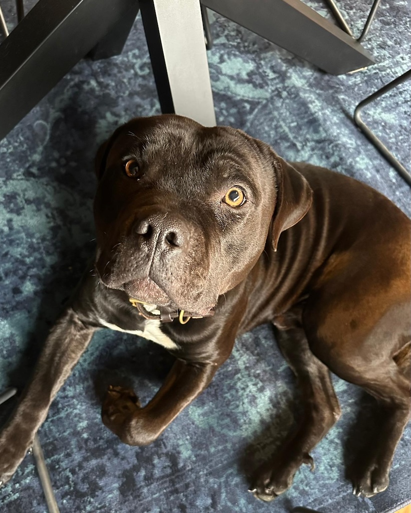 Der dunkelbraune American Staffordshire Mix Bubba liegt auf einem blauen Teppich und blickt mit großen, warmen Augen direkt in die Kamera.