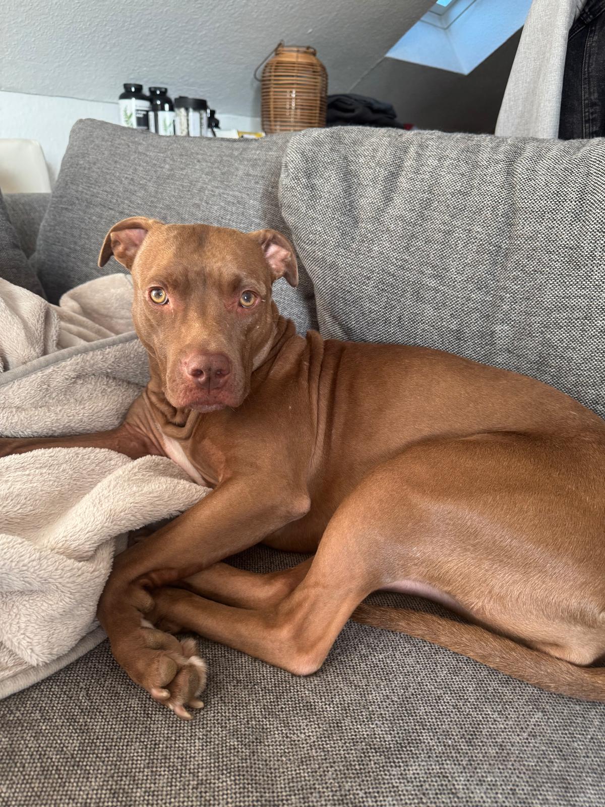 Stacy, Hündin zur Vermittlung