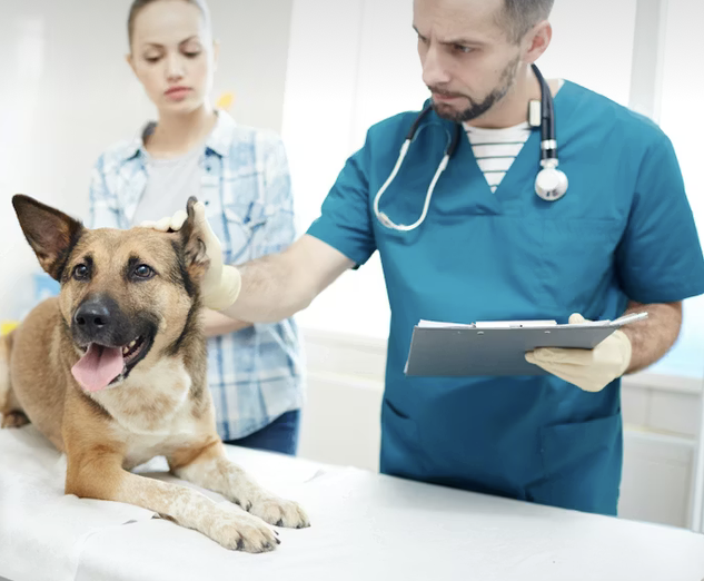 Hund beim Tierarzt mit Frauchen